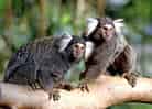 動物図鑑、コモンマーモセット